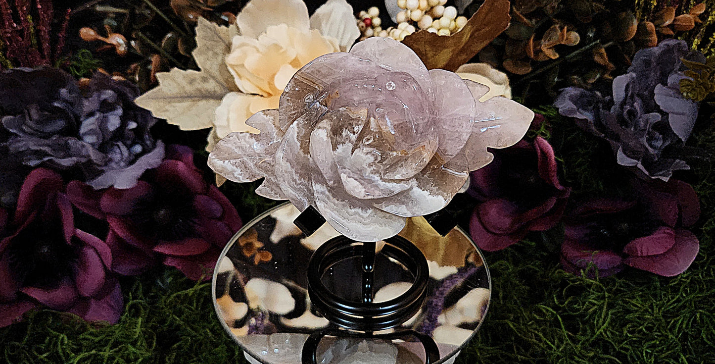 Crazy Lace Amethyst Rose