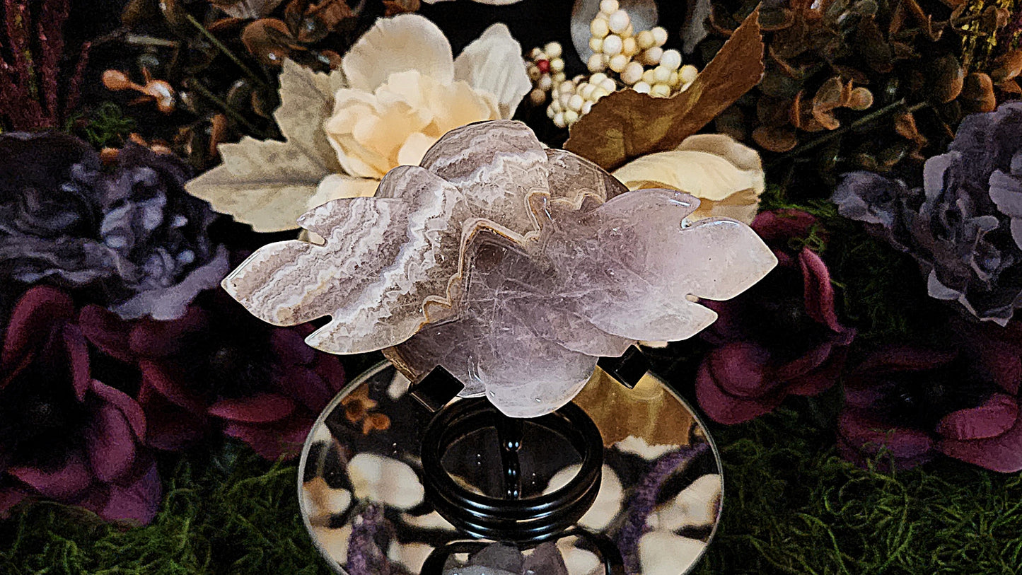 Crazy Lace Amethyst Rose