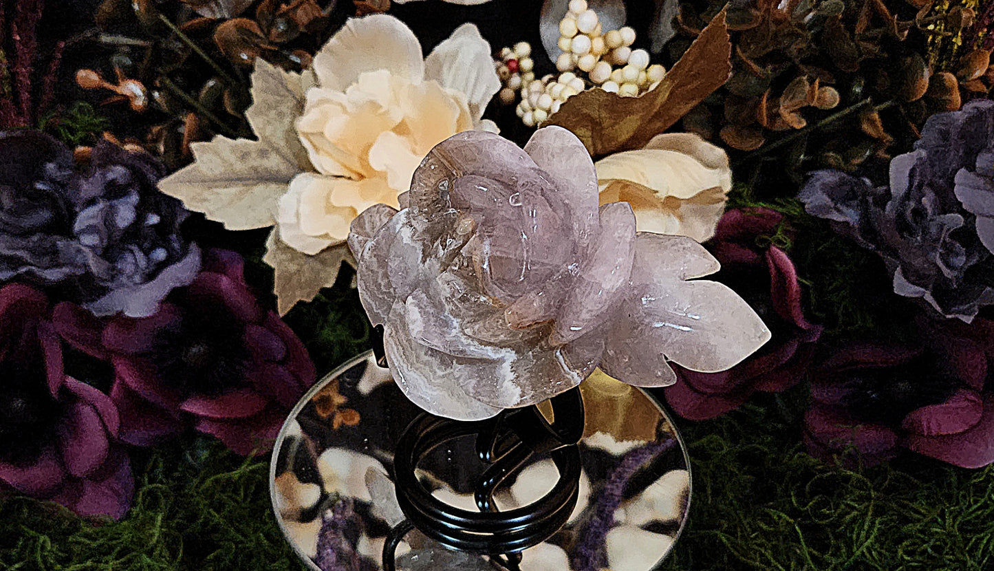 Crazy Lace Amethyst Rose